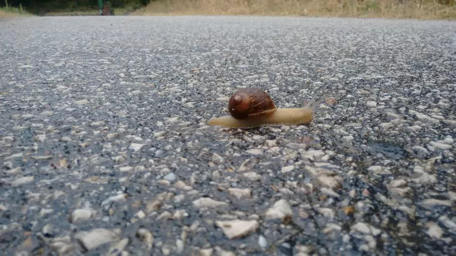 Babacorreddas con una marcia in più