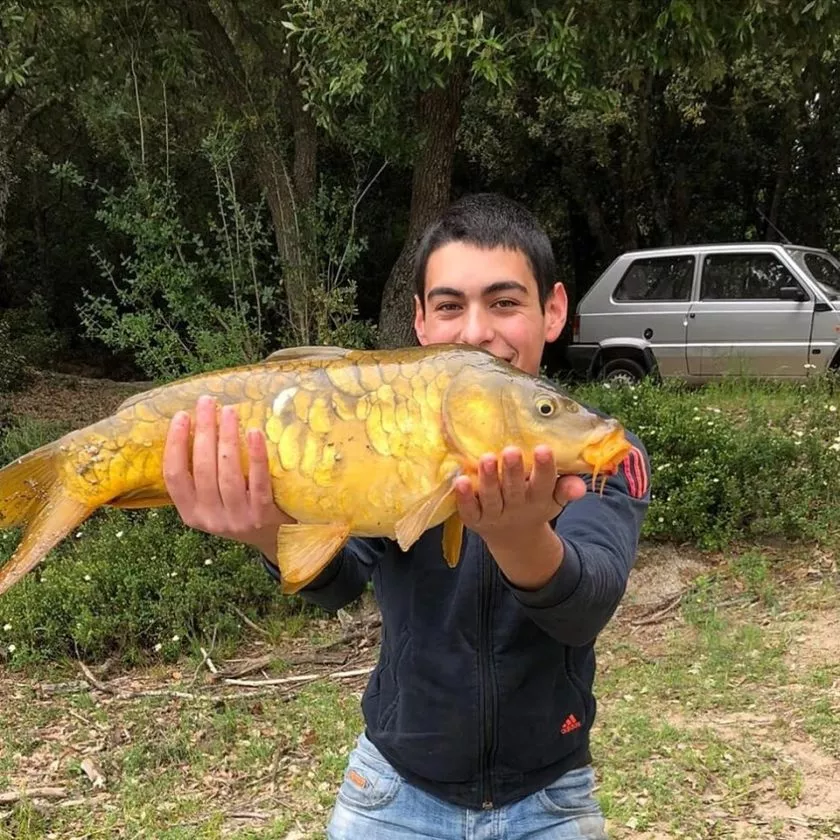 CARPA DA 4 5KG GUSANA Gavoi 1